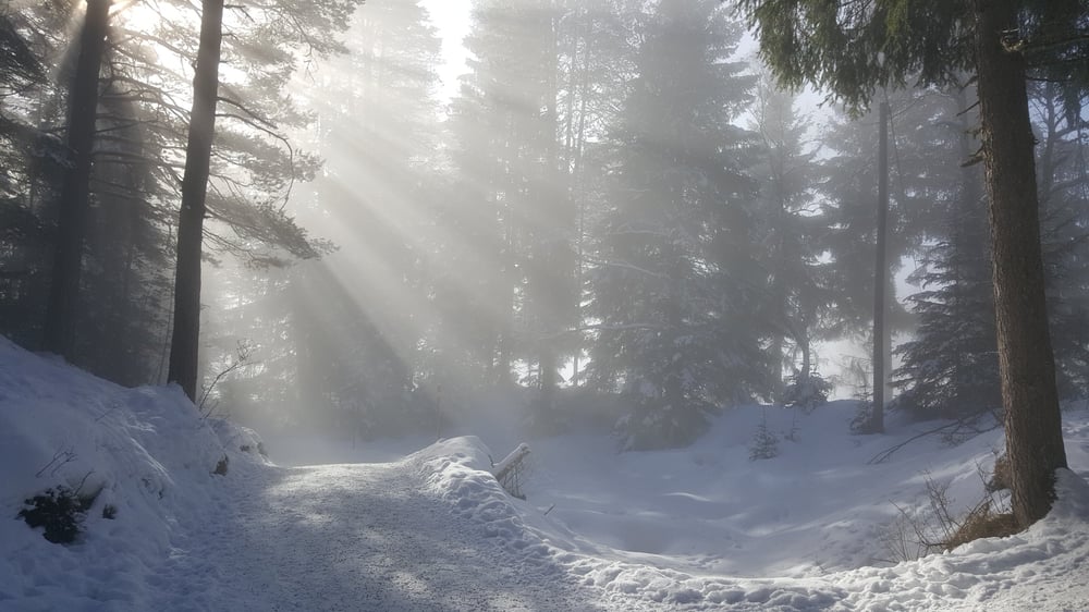 Image of Forest Path Candle