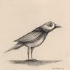 'Bird' Original Drawing