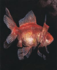 fish (4x5, 8x10, 11x14 inches) fine art print