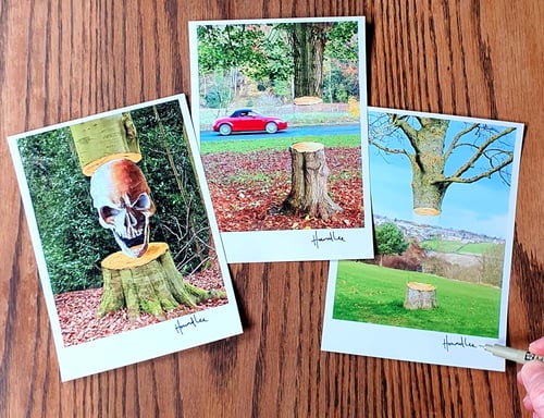 Image of Set of Six Signed 7 x 5 Tree Prints 