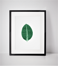 Image 1 of Ficus Elastica Monoprint -Giclee