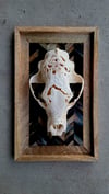 10" carved black bear skull on 16" mount