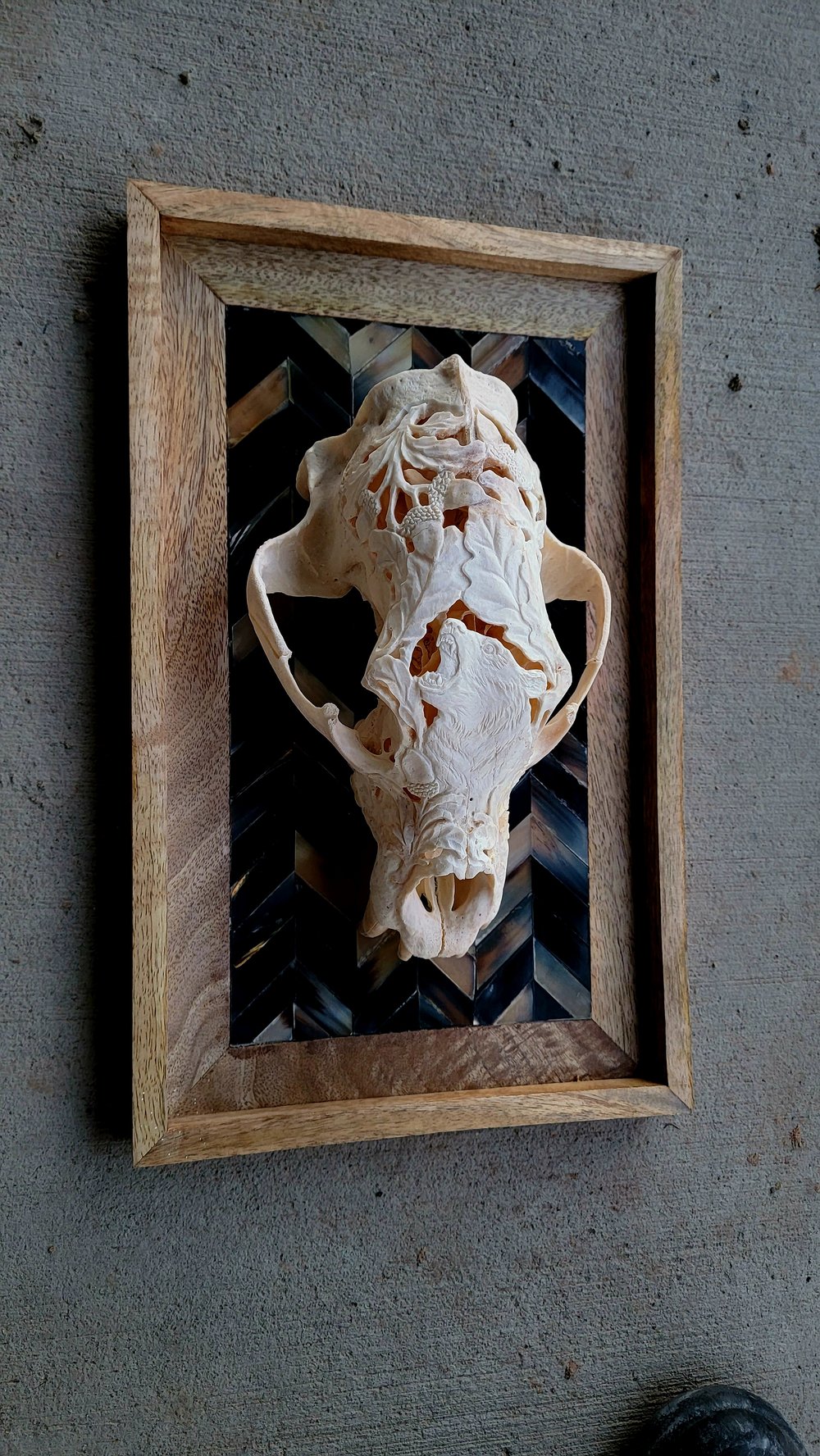 10" carved black bear skull on 16" mount