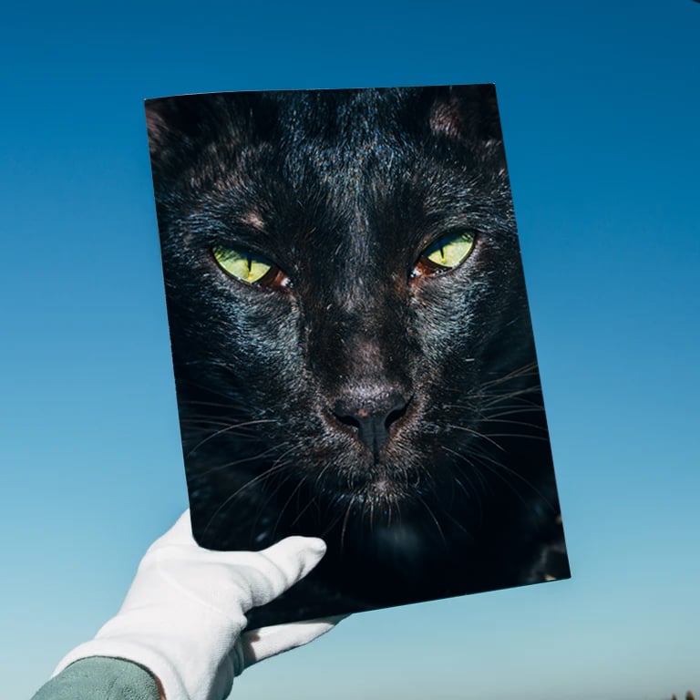 Image of Preorder: Nikita Teryoshin - Backyard Diaries Vol.2 Black Cat Edition