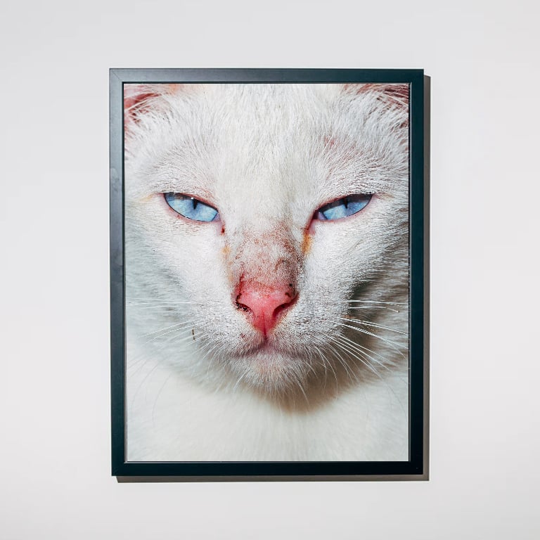 Image of LAST COPIES: Nikita Teryoshin - Backyard Diaries Vol.2 Black Cat Edition