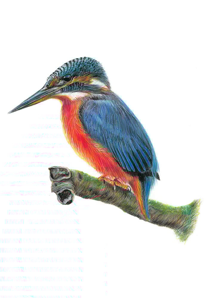 Image of Kingfisher Art Print