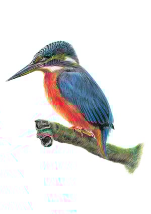 Image of Kingfisher Art Print