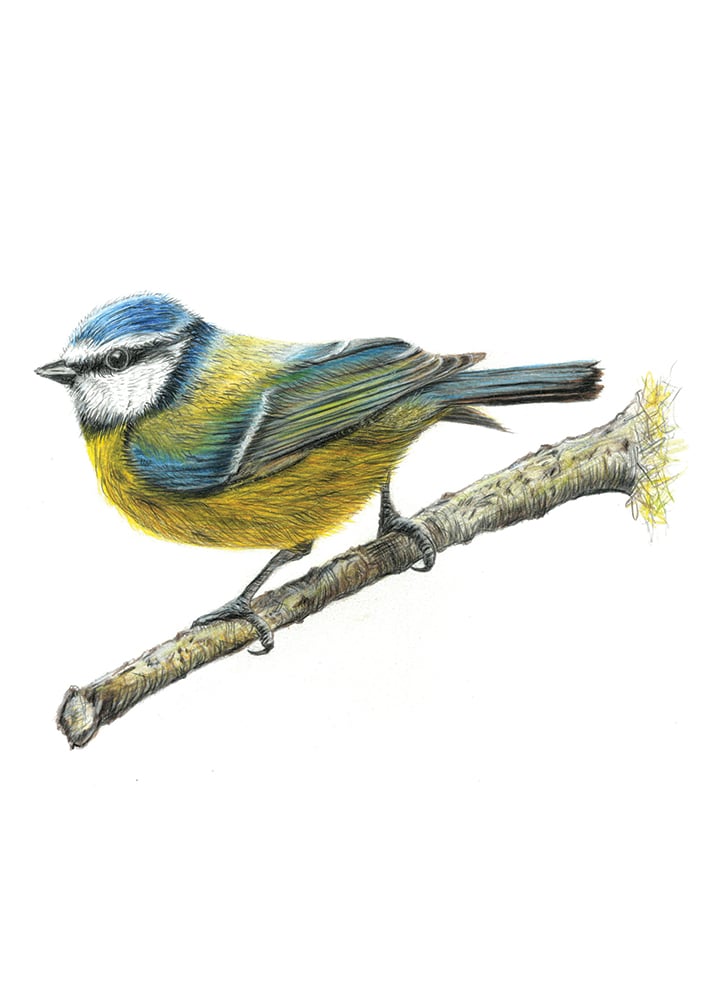 Image of Blue Tit Art Print