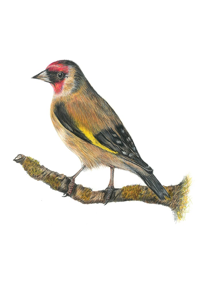 Image of Gold Finch Art Print