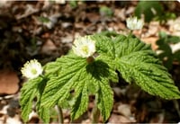 Image of 1 oz. Goldenseal Tincture 