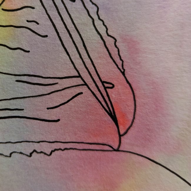 Zara Panties Rainbow  watercolor painting 