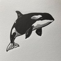Image 3 of Orca