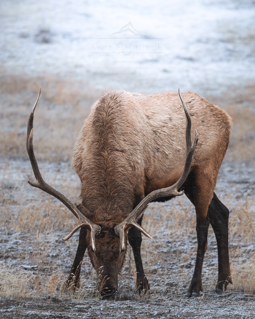Image of Crowned King