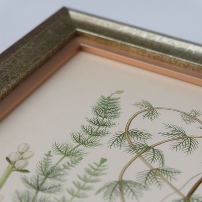 Framed Antique Botanical Print circa 1920's no.1