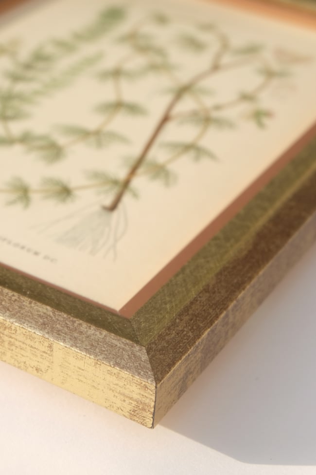 Framed Antique Botanical Print circa 1920's no.1