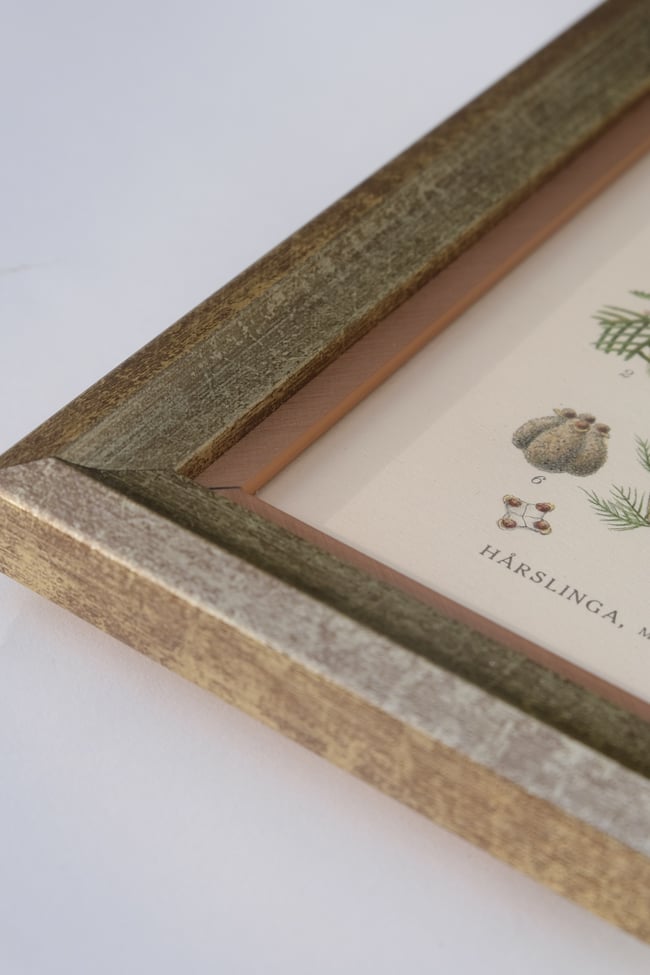 Framed Antique Botanical Print circa 1920's no.1