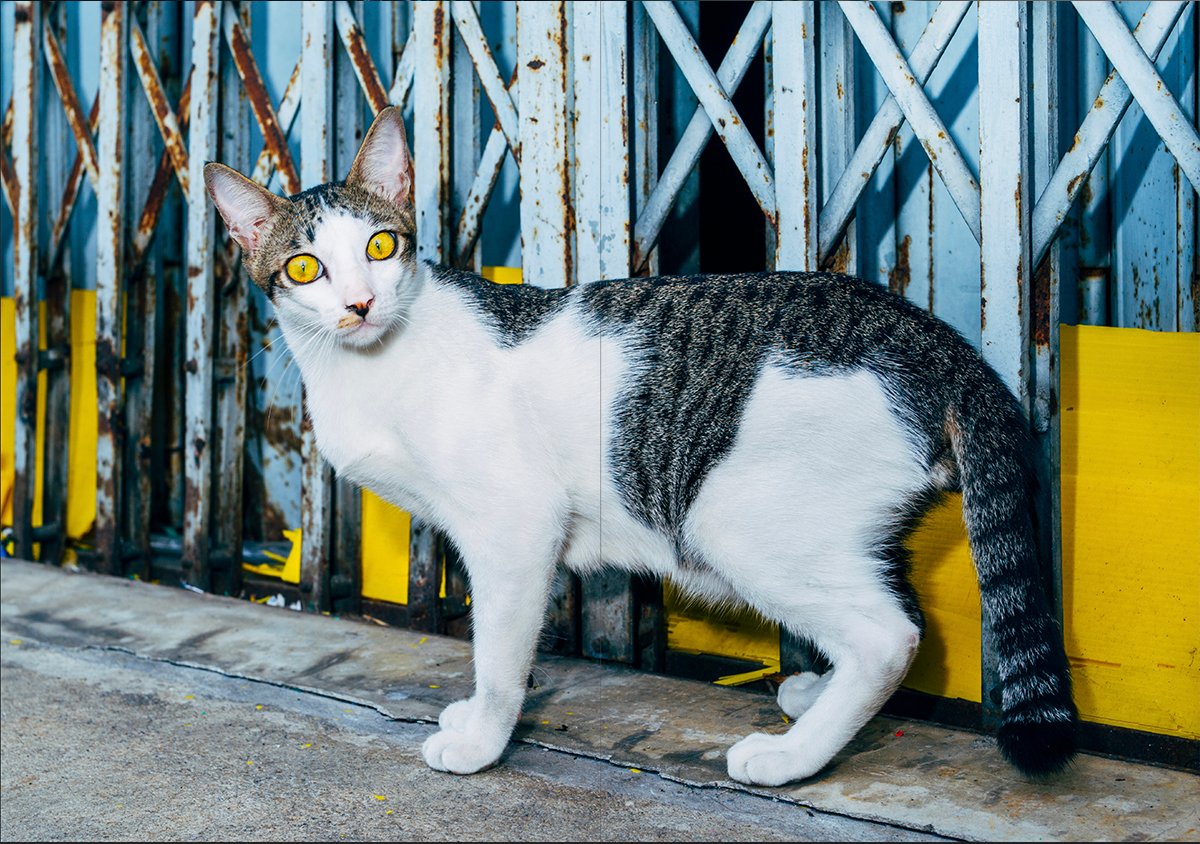 Black best sale ghost tabby