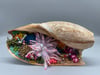 Melon Cymbium shell