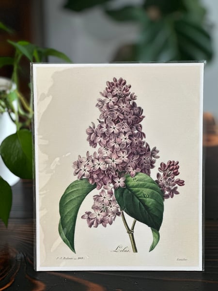 Image of Vintage botanical print ( multiple designs) 