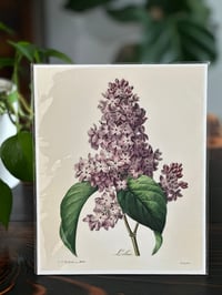 Image 1 of Vintage botanical print ( multiple designs) 