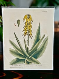 Image 4 of Vintage botanical print ( multiple designs) 
