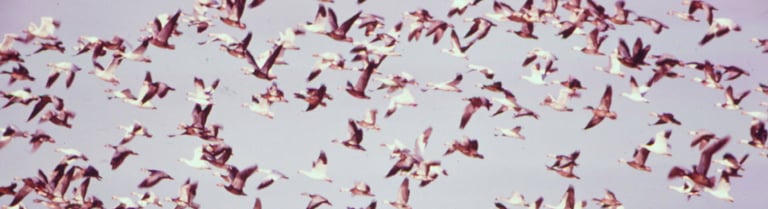 the air over the sea