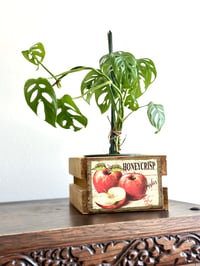 Image 2 of Vintage style wooden crates with fruit labels 