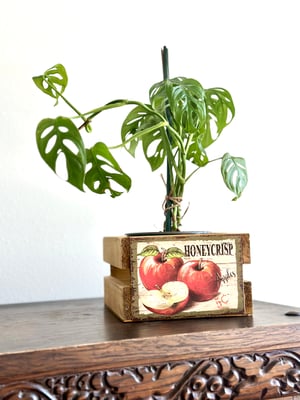 Image of Vintage style wooden crates with fruit labels 