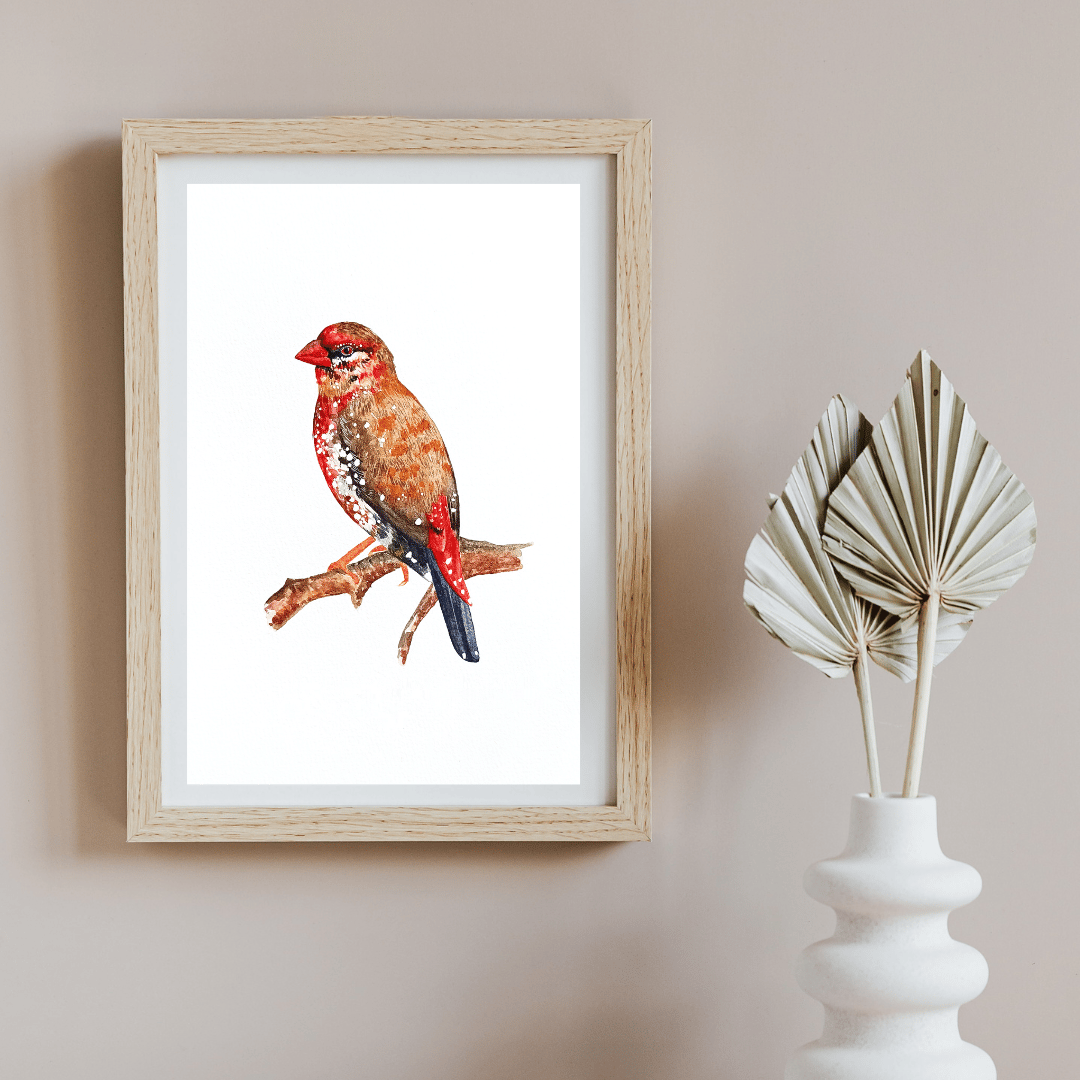 Image of Strawberry Finch Red Bird Watercolor Illustration PRINT 