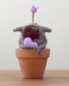 Gloomie Galium 