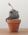 Gloomie Galium 