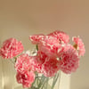 Blossoming Carnations