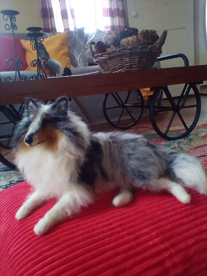 Image of Small laying down Collie(any color)