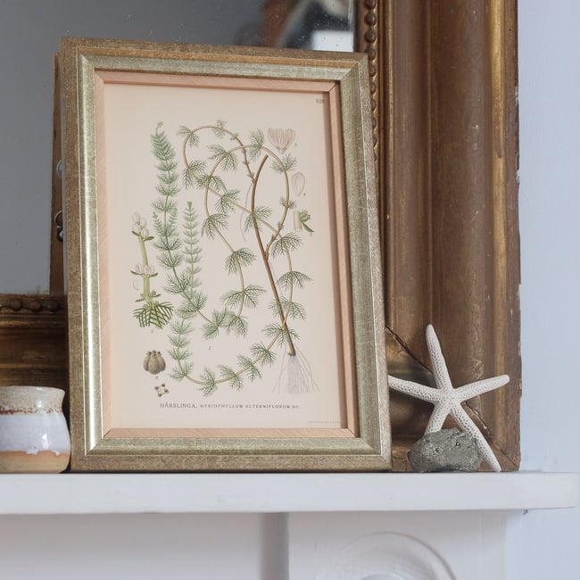 Framed Antique Botanical Print circa 1920's no.1