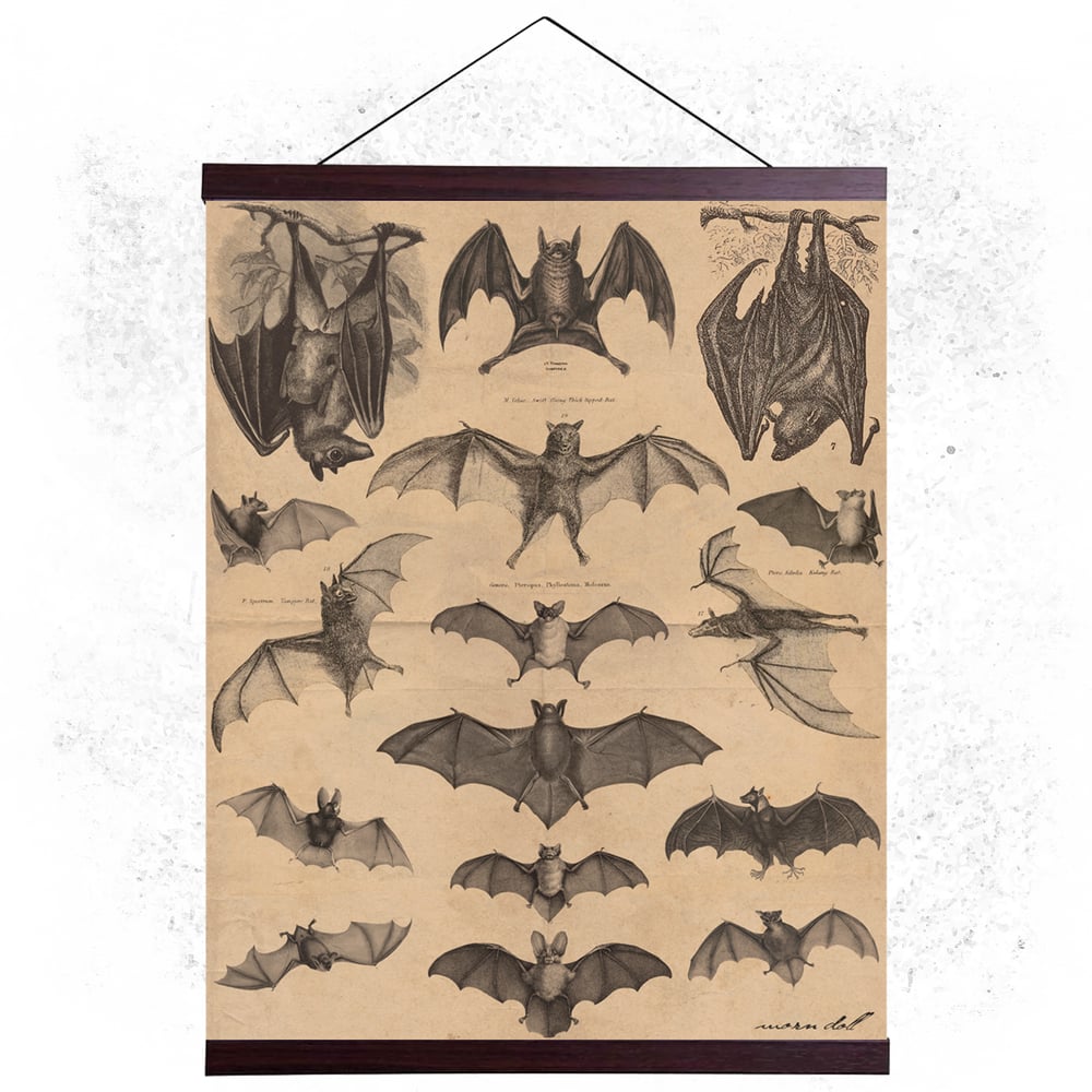 Image of Bat Hanging Canvas