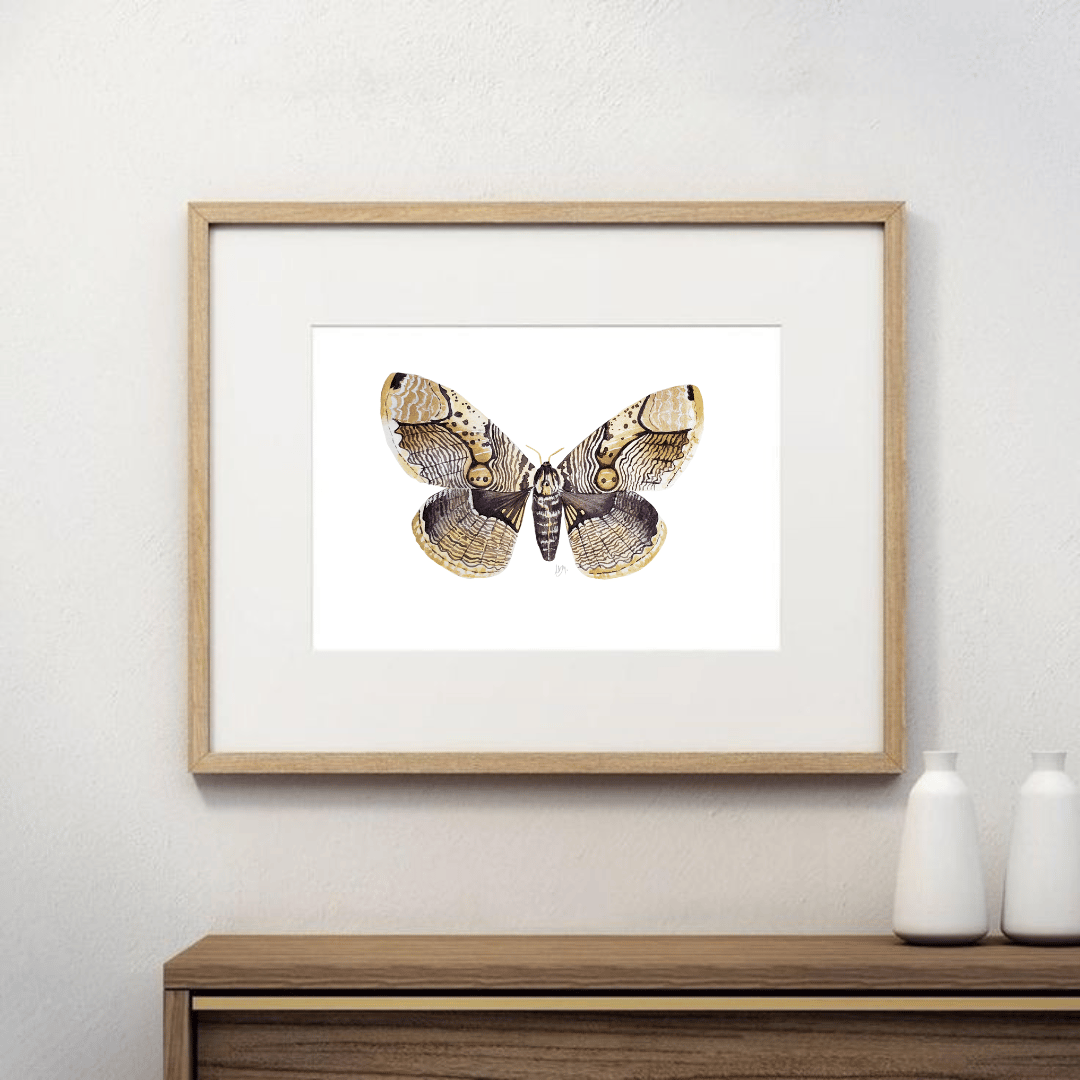Image of Brahmaea Moth  Watercolor Illustration, PRINT 