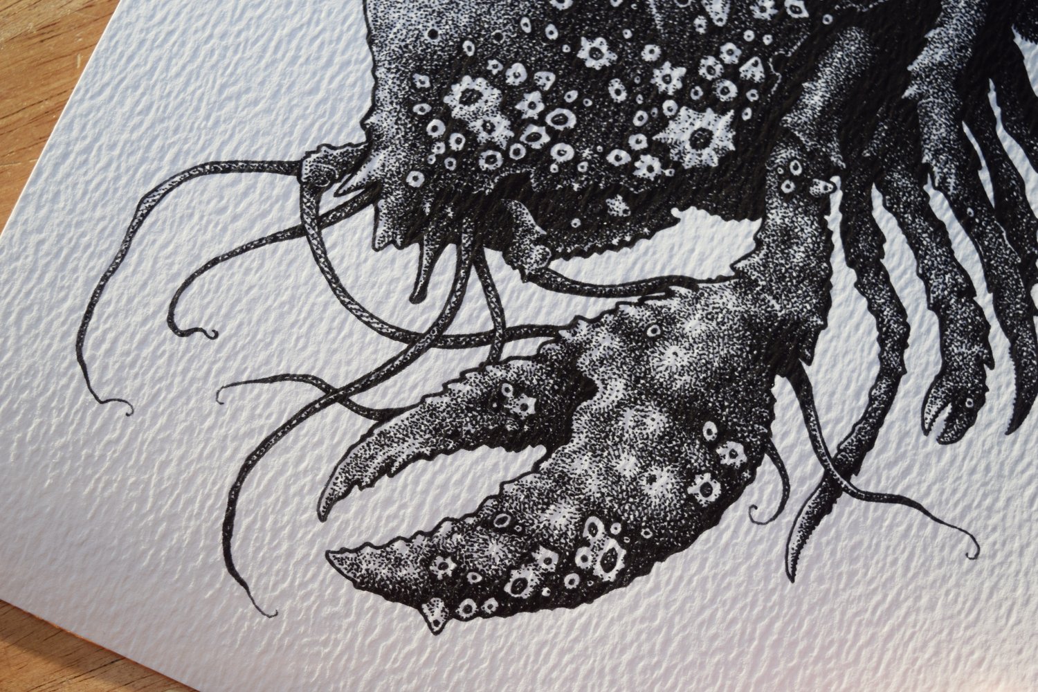 Image of Anchorite (Claw)