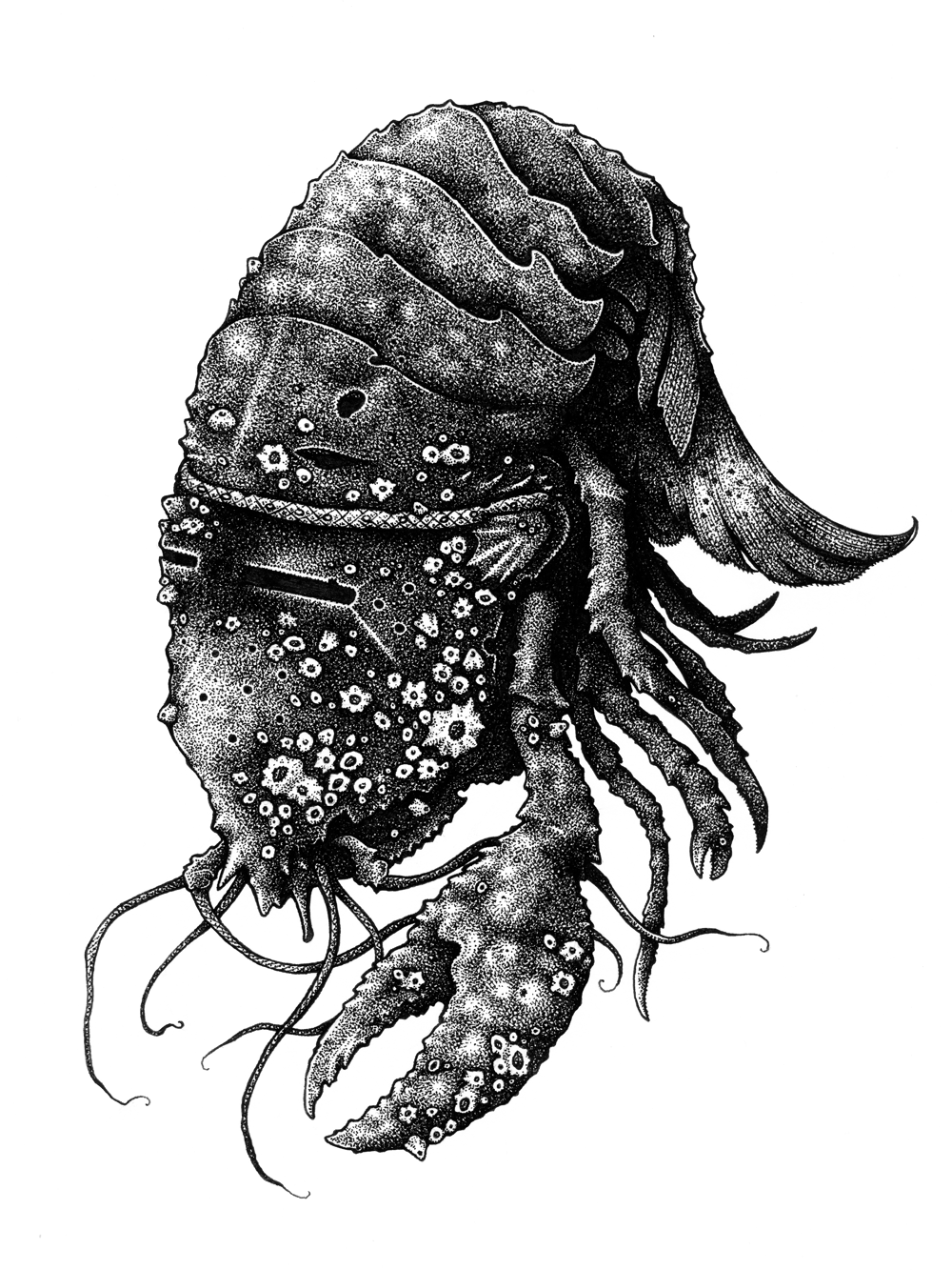 Image of Anchorite (Claw)