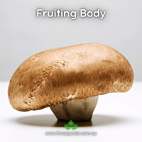 Image 2 of Portobello (Agaricus Bisporus) Live Mycelium Mushroom Culture Spawn Seed