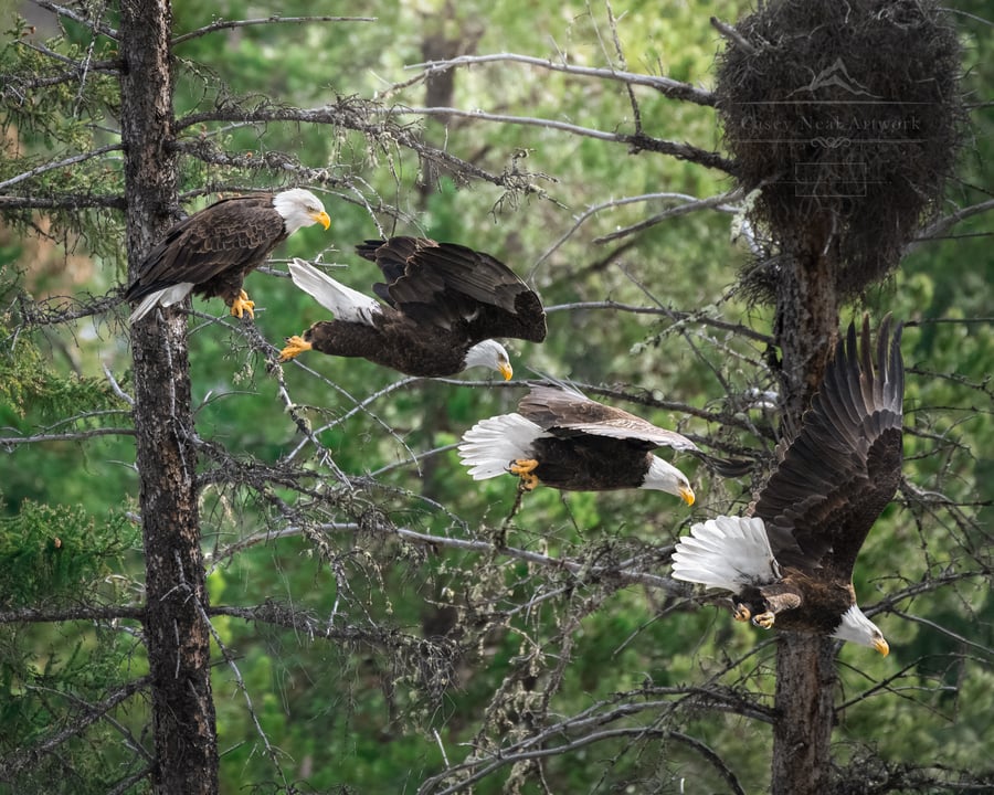 Image of Flight of the Eagle