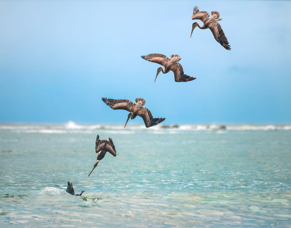 Image of A Pelican Dive