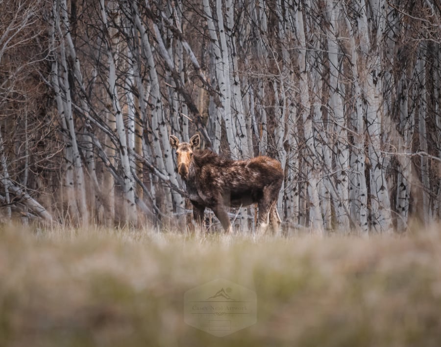 Image of Moose In Aspens