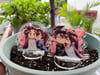 Ranwan 0.25/0.5 Kissing Standee