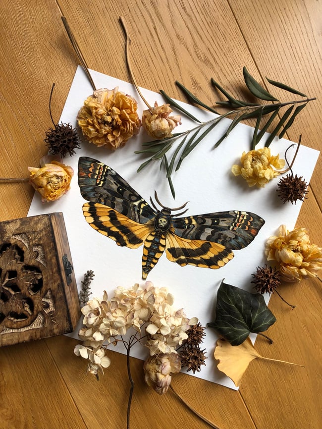 Death's Head Hawkmoth