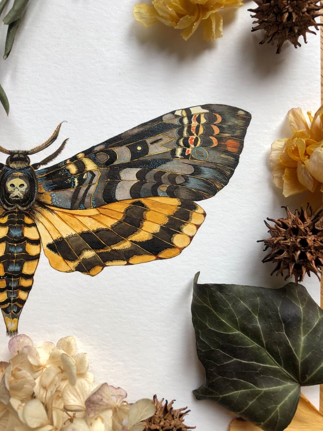 Death's Head Hawkmoth