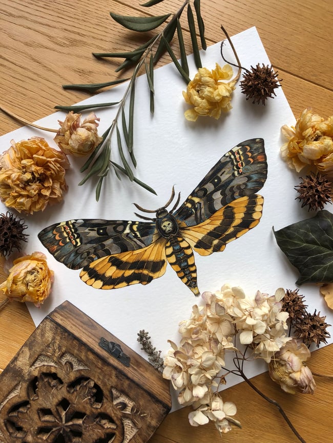 Death's Head Hawkmoth