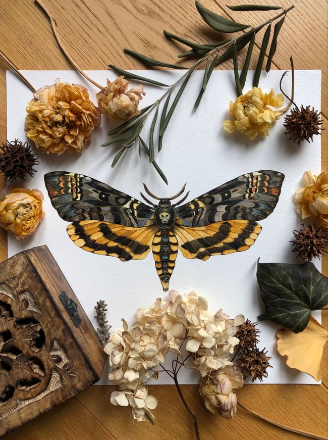 Death's Head Hawkmoth