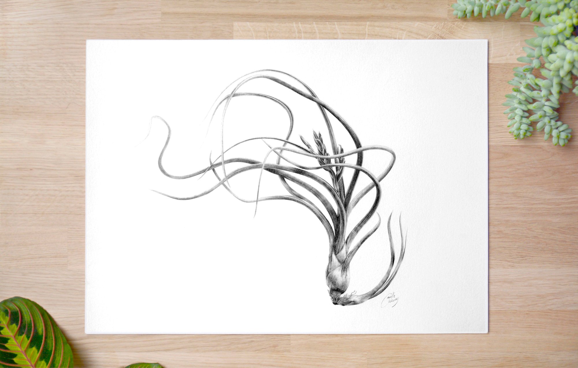 Image of Tillandsia pseudobaileyi