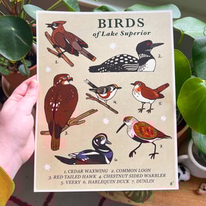 Birds of Lake Superior Print
