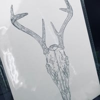 Image 3 of Deer Skull Print 